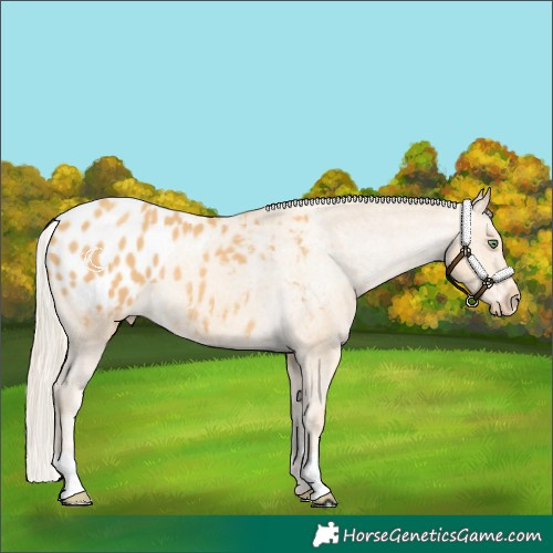 Horse Color:Gold Cream Champagne Appaloosa Rabicano 