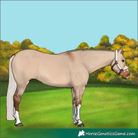 Horse Color:Silver Bay Dun