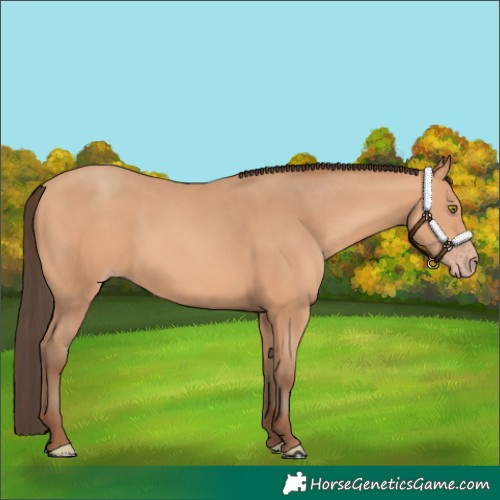 Horse Color:Amber Champagne 