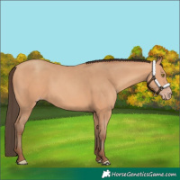 Horse Color:Amber Champagne 