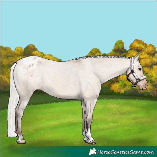 Horse Color:Silver Bay Dun Appaloosa 