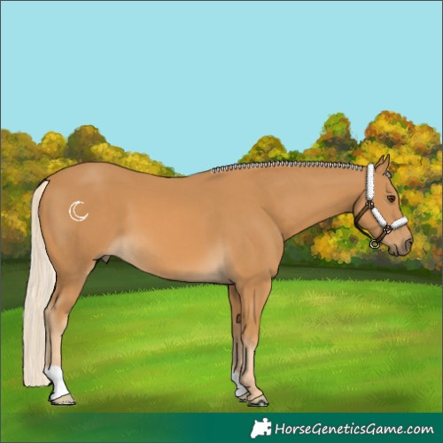 Horse Color:Palomino 
