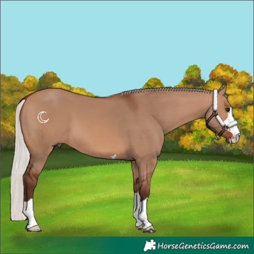 Horse Color:Silver Brown Dun 