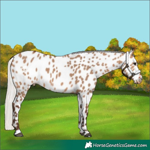 Horse Color:Silver Brown Dun Appaloosa 
