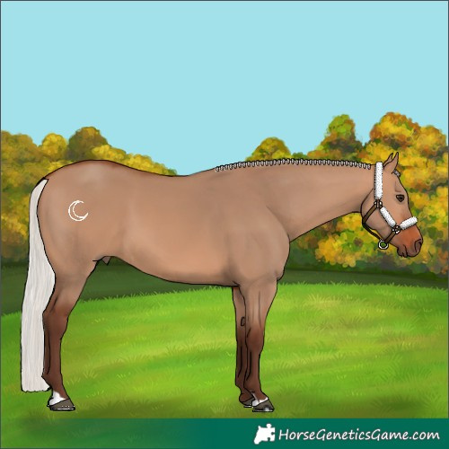 Horse Color:Silver Bay Dun 
