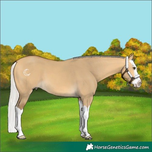 Horse Color:Silver Buckskin Dun Splash 