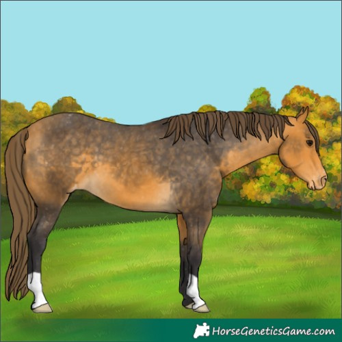 Horse Color:Buckskin Appaloosa 