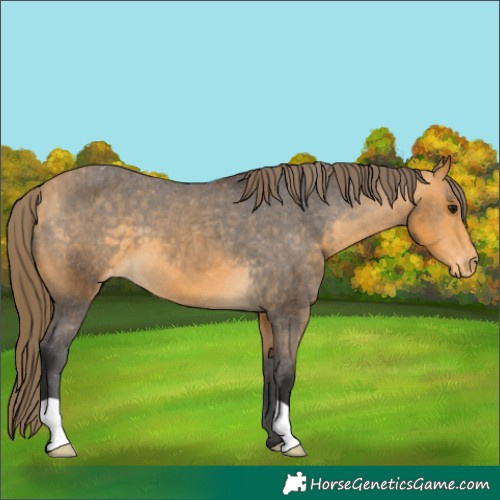 Horse Color:Buckskin Appaloosa 