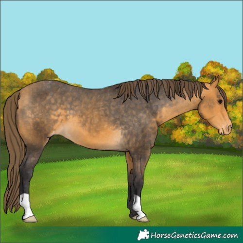 Horse Color:Buckskin Varnish 