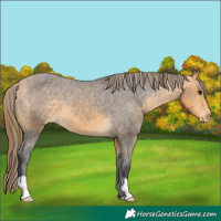 Horse Color:Buckskin Appaloosa