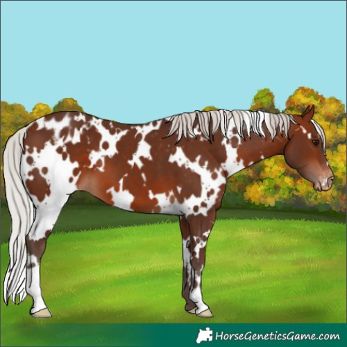 Horse Color:White Spotted Silver Bay Appaloosa 
