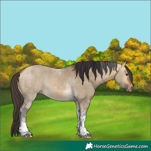 Horse Color:Buckskin Dun Tobiano 