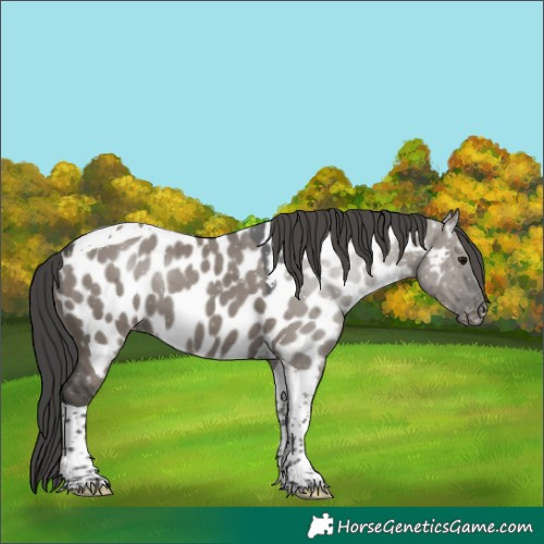 Horse Color:Grullo Tobiano Near Leopard 
