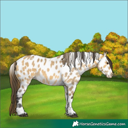 Horse Color:Buckskin Dun Tobiano Leopard 
