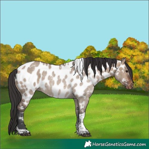 Horse Color:Brown Dun Tobiano Near Leopard 