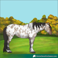 Horse Color:Brown Dun Tobiano Appaloosa