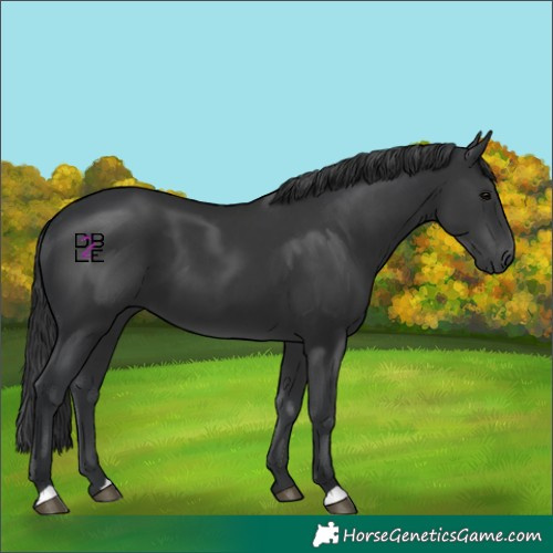 Horse Color:Black 