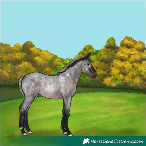 Horse Color:Gray White Spotted Silver Brown Roan Rabicano 