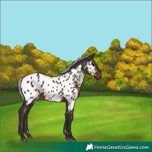 Horse Color:Silver Brown Near Leopard Rabicano 