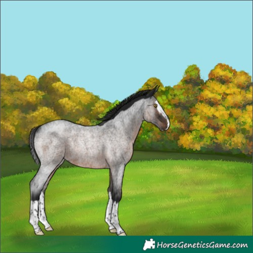 Horse Color:Gray Brown Roan Splash Rabicano 