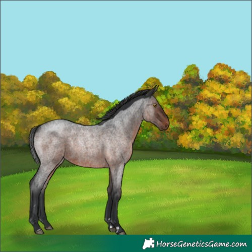 Horse Color:Brown Roan Rabicano 