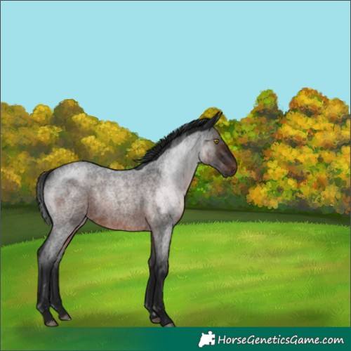 Horse Color:Gray Brown Roan Rabicano 