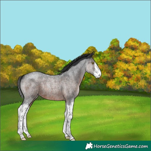 Horse Color:Brown Roan Splash Rabicano 