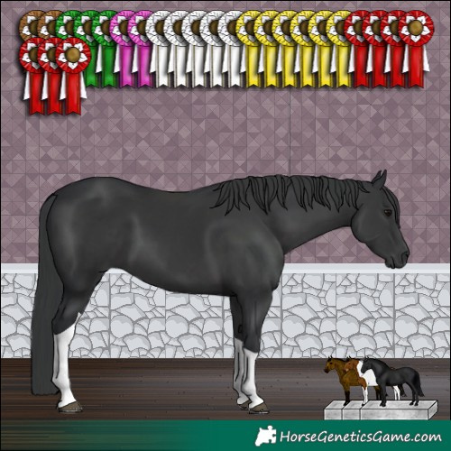 Horse Color:Black Tobiano 