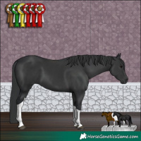 Horse Color:Black Tobiano 