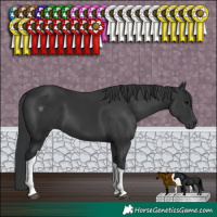 Horse Color:Black Tobiano