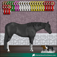 Horse Color:Black Tobiano 