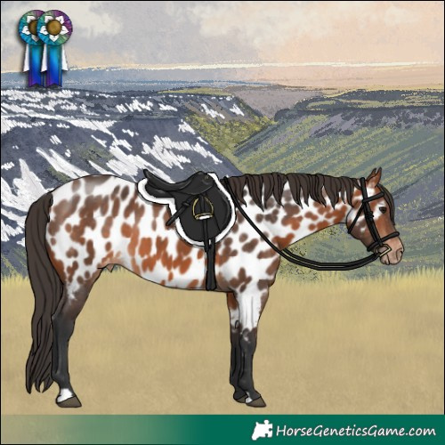 Horse Color:Bay Near Leopard 