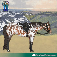Horse Color:Bay Appaloosa 