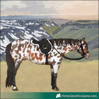 Horse Color:Bay Appaloosa