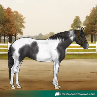 Horse Color:Smoky Black Tobiano 