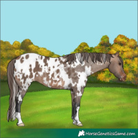 Horse Color:White Spotted Bay Dun Appaloosa 