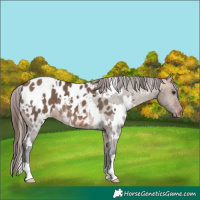 Horse Color:White Spotted Bay Dun Appaloosa 
