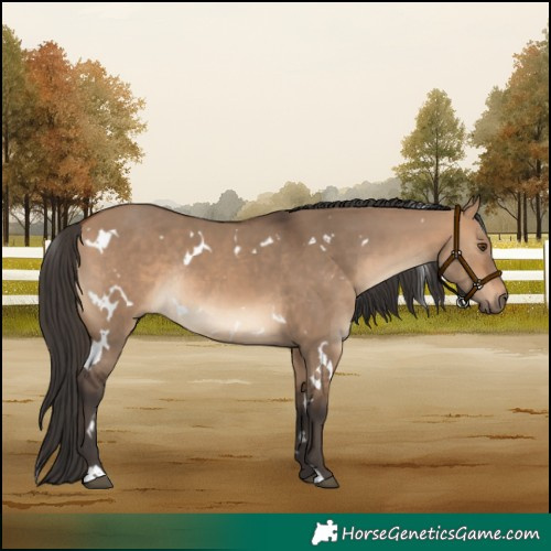 Horse Color:White Spotted Bay Dun Rabicano