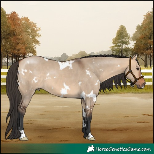 Horse Color:White Spotted Bay Dun 