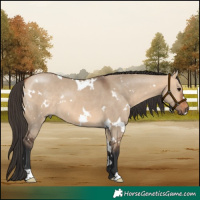 Horse Color:White Spotted Bay Dun