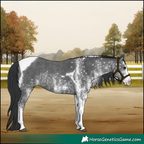 Horse Color:White Spotted Black Tobiano Rabicano