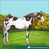 Horse Color:White Spotted Liver Chestnut Frame
