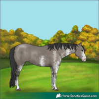 Horse Color:White Spotted Grullo