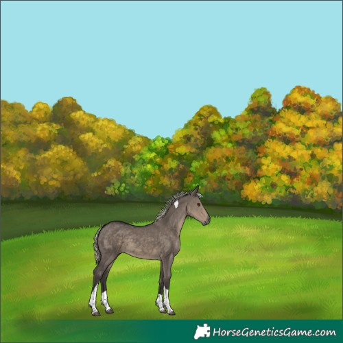 Horse Color:Silver Smoky Grullo Tobiano 