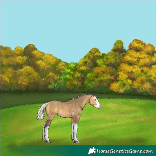 Horse Color:Silver Buckskin Dun Splash 
