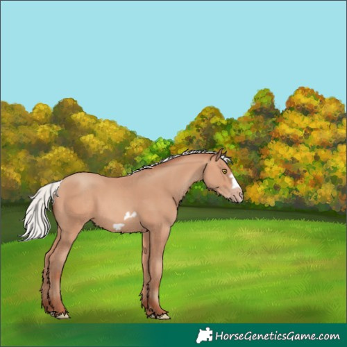 Horse Color:Silver Amber Champagne Frame 