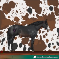 Horse Color:Brown Sabino 