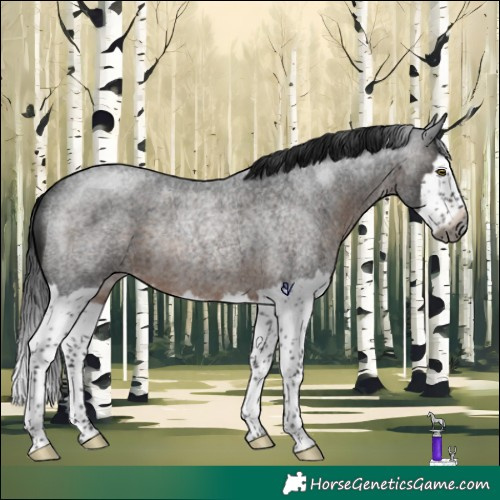 Horse Color:Gray Brown Roan Splash Rabicano 