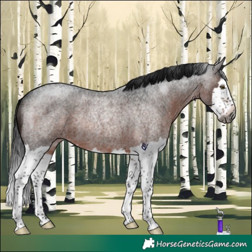 Horse Color:Gray Brown Roan Splash Rabicano 