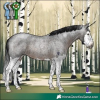 Horse Color:Gray Brown Roan Splash Rabicano